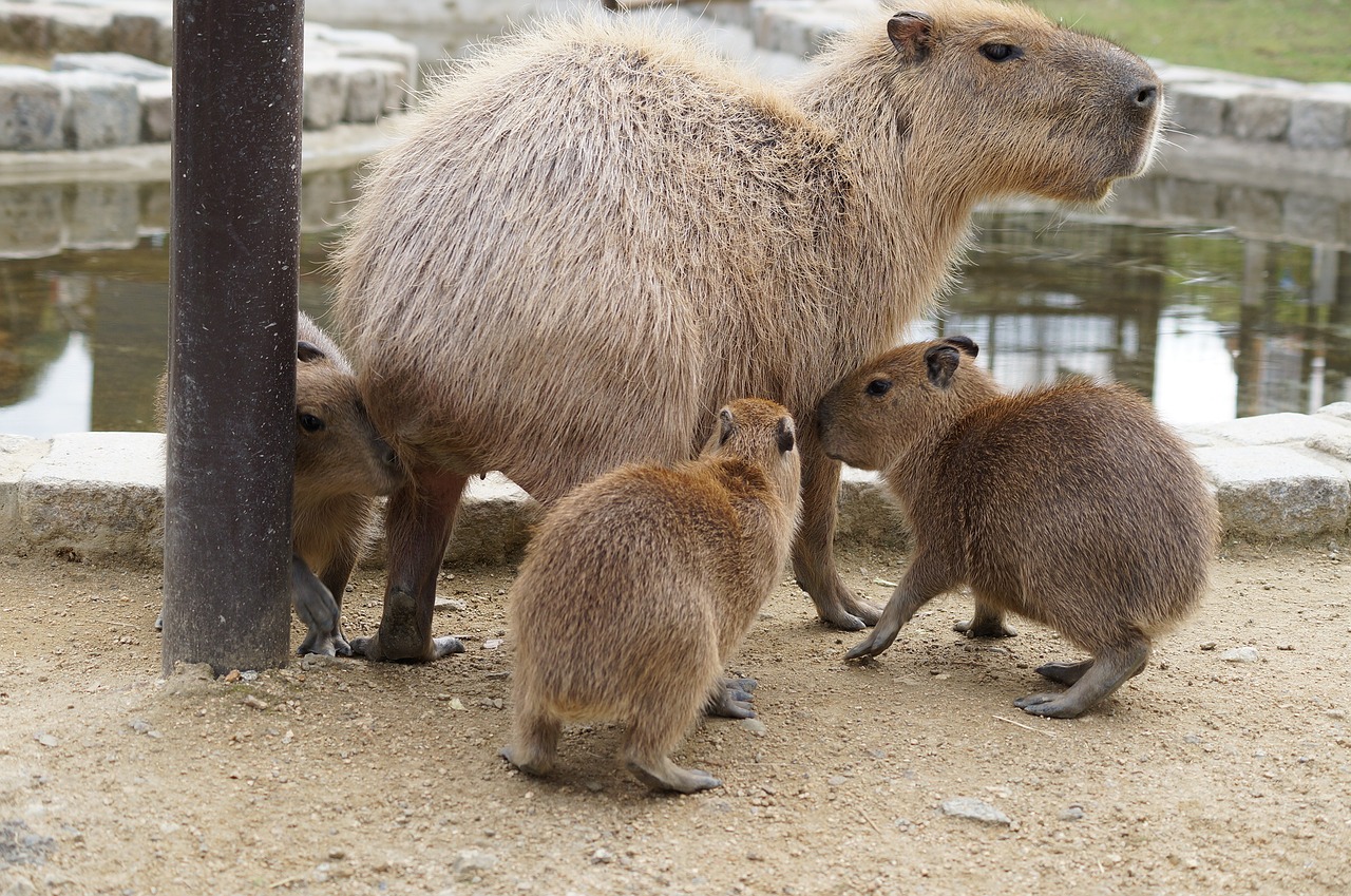 Capybara, Derliaus Kalnai, Mano, Nemokamos Nuotraukos,  Nemokama Licenzija