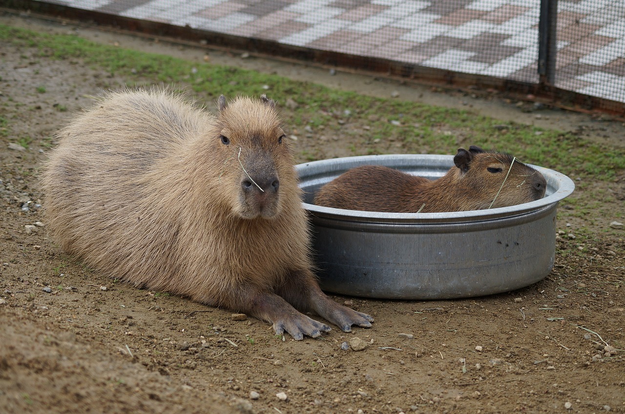 Capybara, Derliaus Kalnai, Mano, Nemokamos Nuotraukos,  Nemokama Licenzija