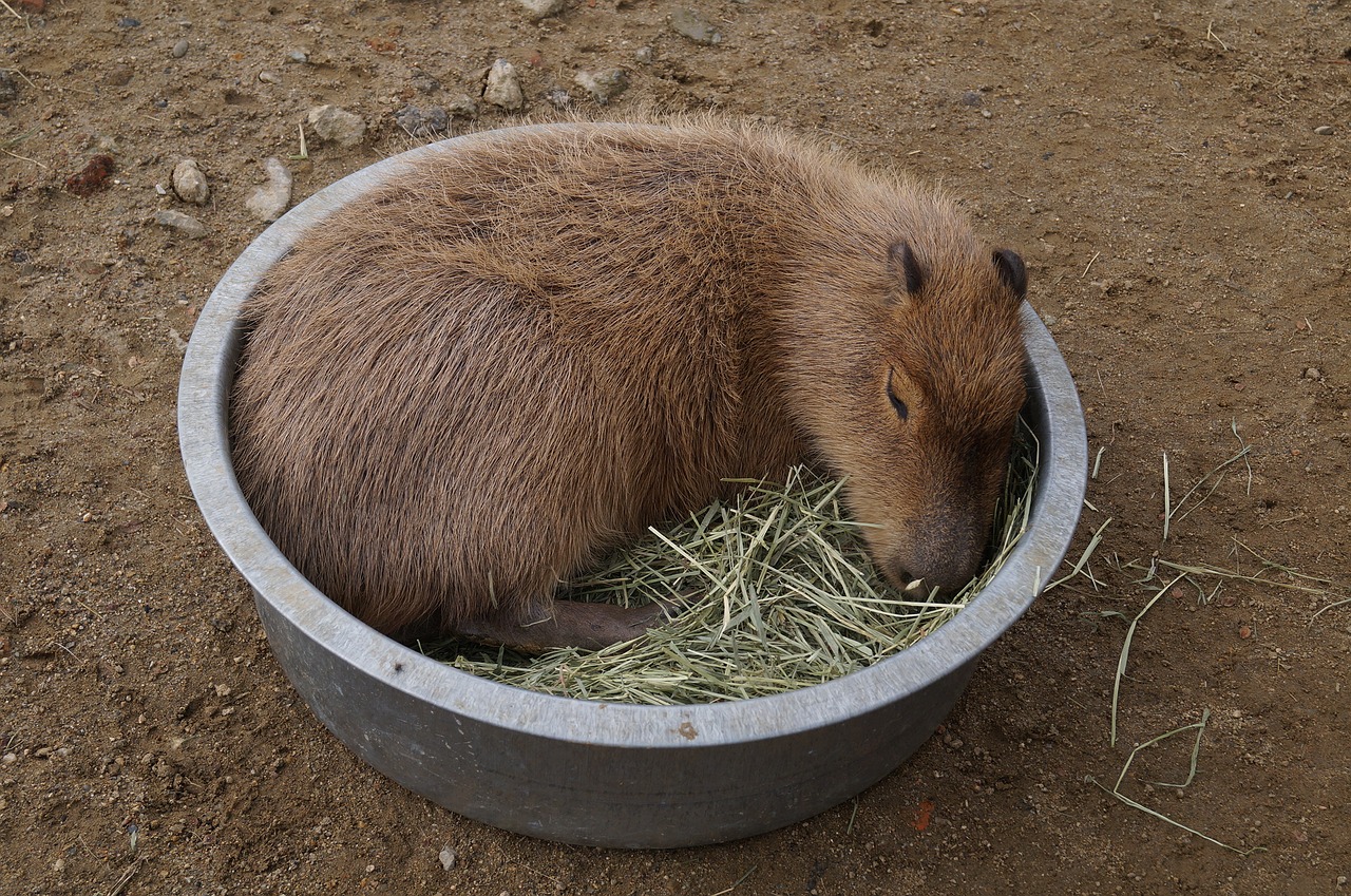 Capybara, Derliaus Kalnai, Mano, Nemokamos Nuotraukos,  Nemokama Licenzija