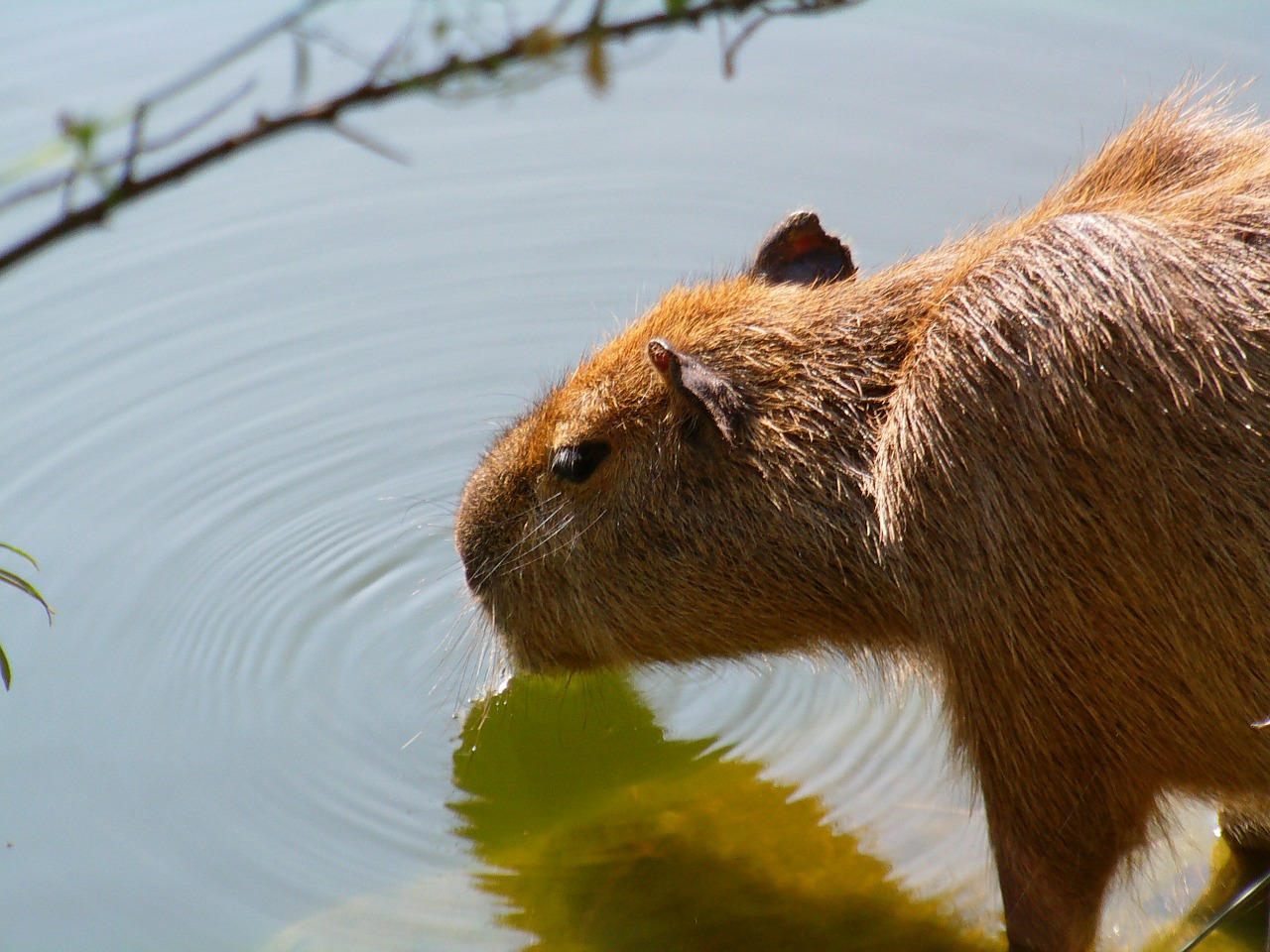 Capybara, Žinduolis, Gyvūnas, Zoologijos Sodas, Gerti, Nemokamos Nuotraukos,  Nemokama Licenzija