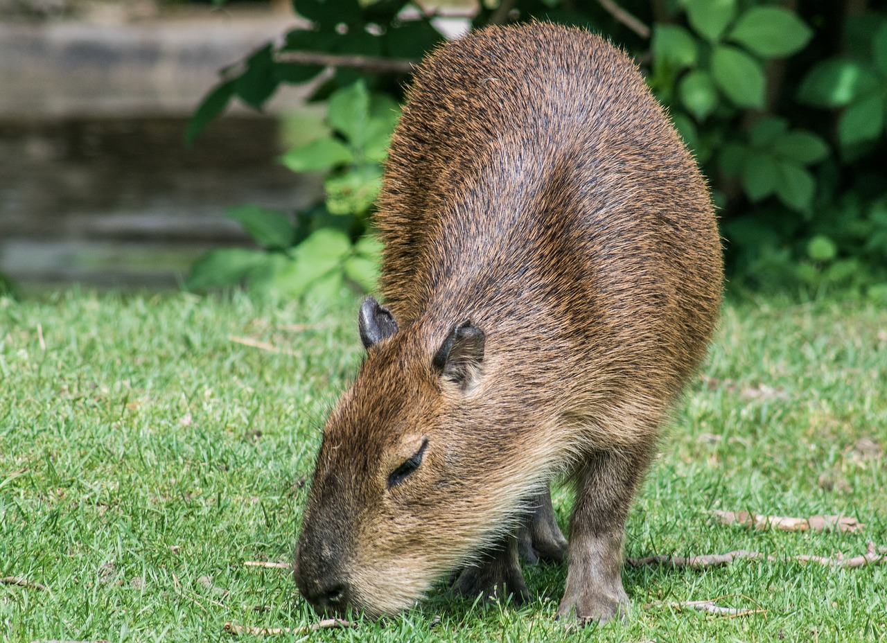 Kapibara,  Graužikų,  Žinduolis,  Gyvūnas,  Zoo,  Futerkowe,  Augintinė,  Juokinga,  Antsnukius, Nemokamos Nuotraukos