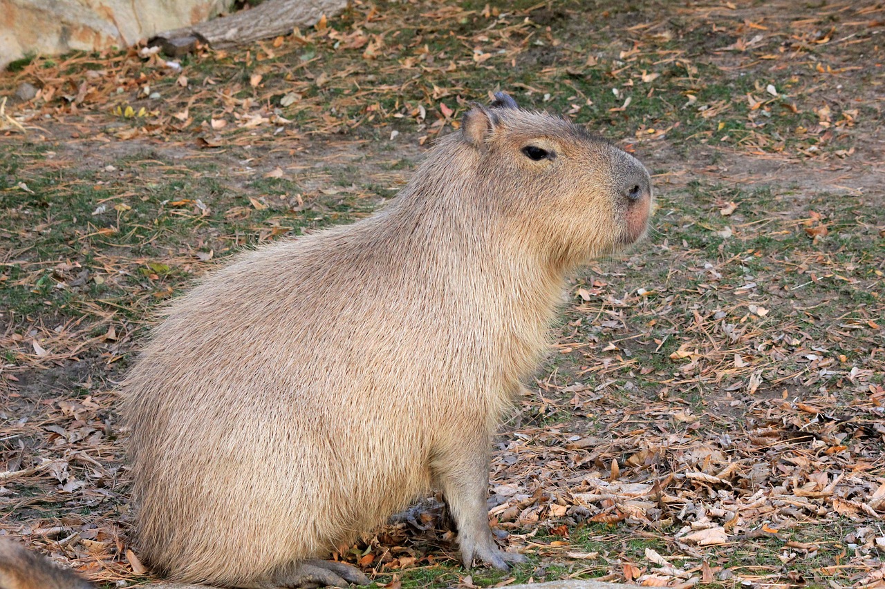 Capybara, Graužikas, Gyvūnas, Laukinė Gamta, Laukiniai, Zoologija, Žinduolis, Rūšis, Dykuma, Aplinka