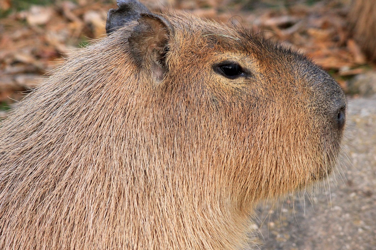 Capybara, Graužikas, Gyvūnas, Laukinė Gamta, Laukiniai, Zoologija, Žinduolis, Rūšis, Dykuma, Aplinka