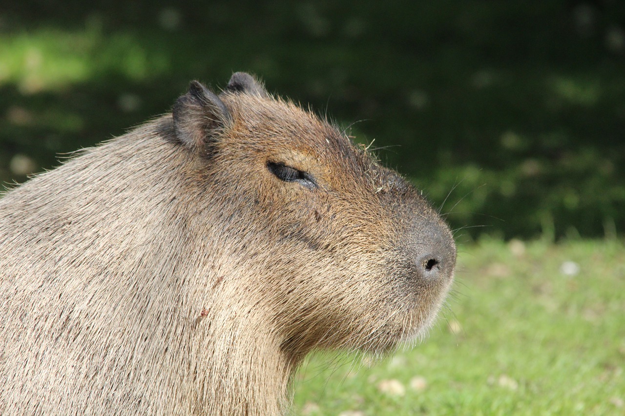 Capybara, Graužikas, Hydrochoerus Hydrochaeris, Nager, Caviidae, Nemokamos Nuotraukos,  Nemokama Licenzija