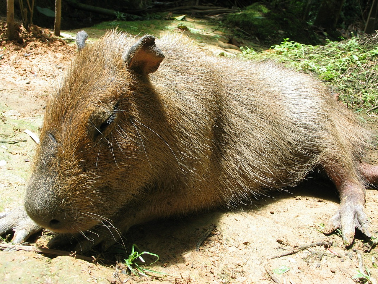 Capybara, Džiunglės, Peru, Miega, Amerikietis, Gyvūnas, Gamta, Laukinė Gamta, Žinduolis, Kailis