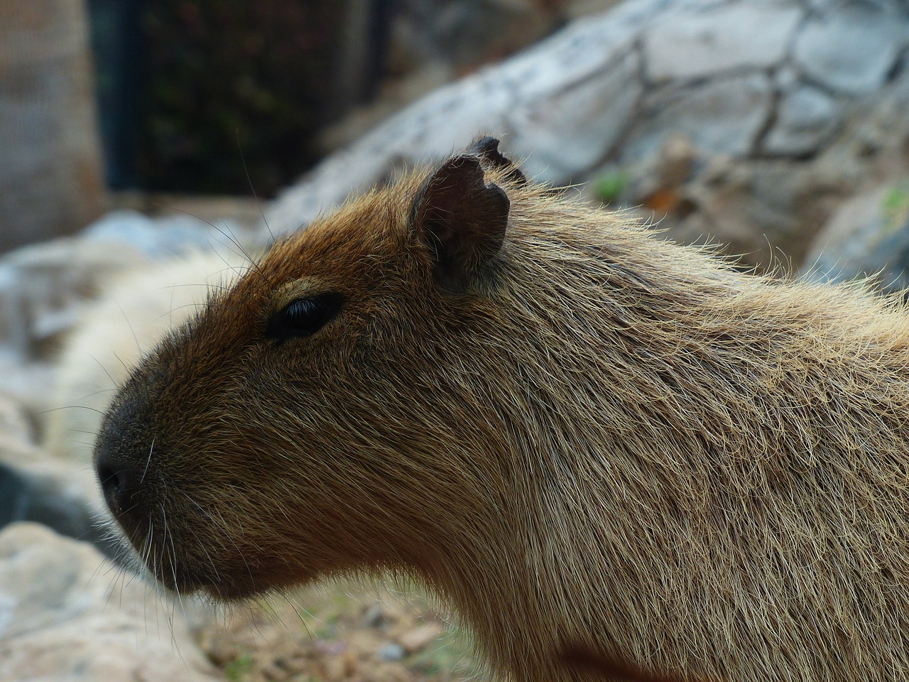 Capybara, Gyvūnas, Hydrochoerus Hydrochaeris, Žinduolis, Graužikas, Kailis, Nager, Pūkuotas, Fauna, Panašus Į Triušį