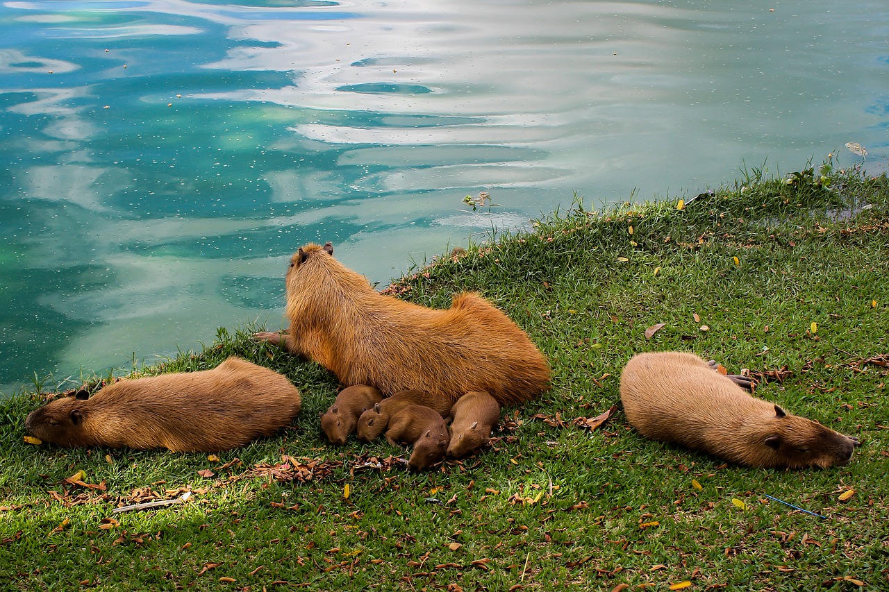 Capybara, Gyvūnas, Ežeras, Šeima, Gyvūnai, Nemokamos Nuotraukos,  Nemokama Licenzija
