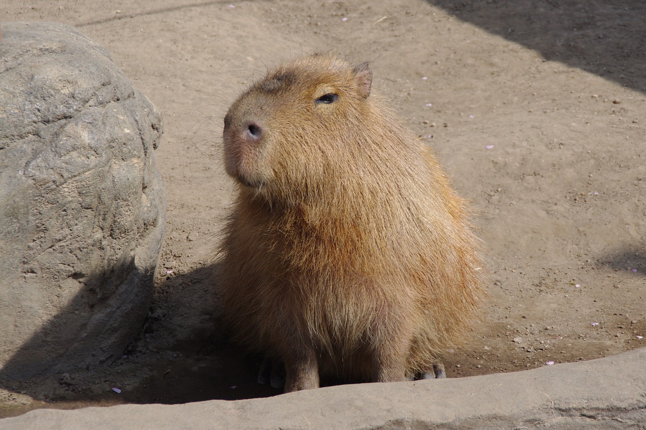 Capybara,  Akiruojantis Smiley,  Tweets Iš Mokinio, Nemokamos Nuotraukos,  Nemokama Licenzija