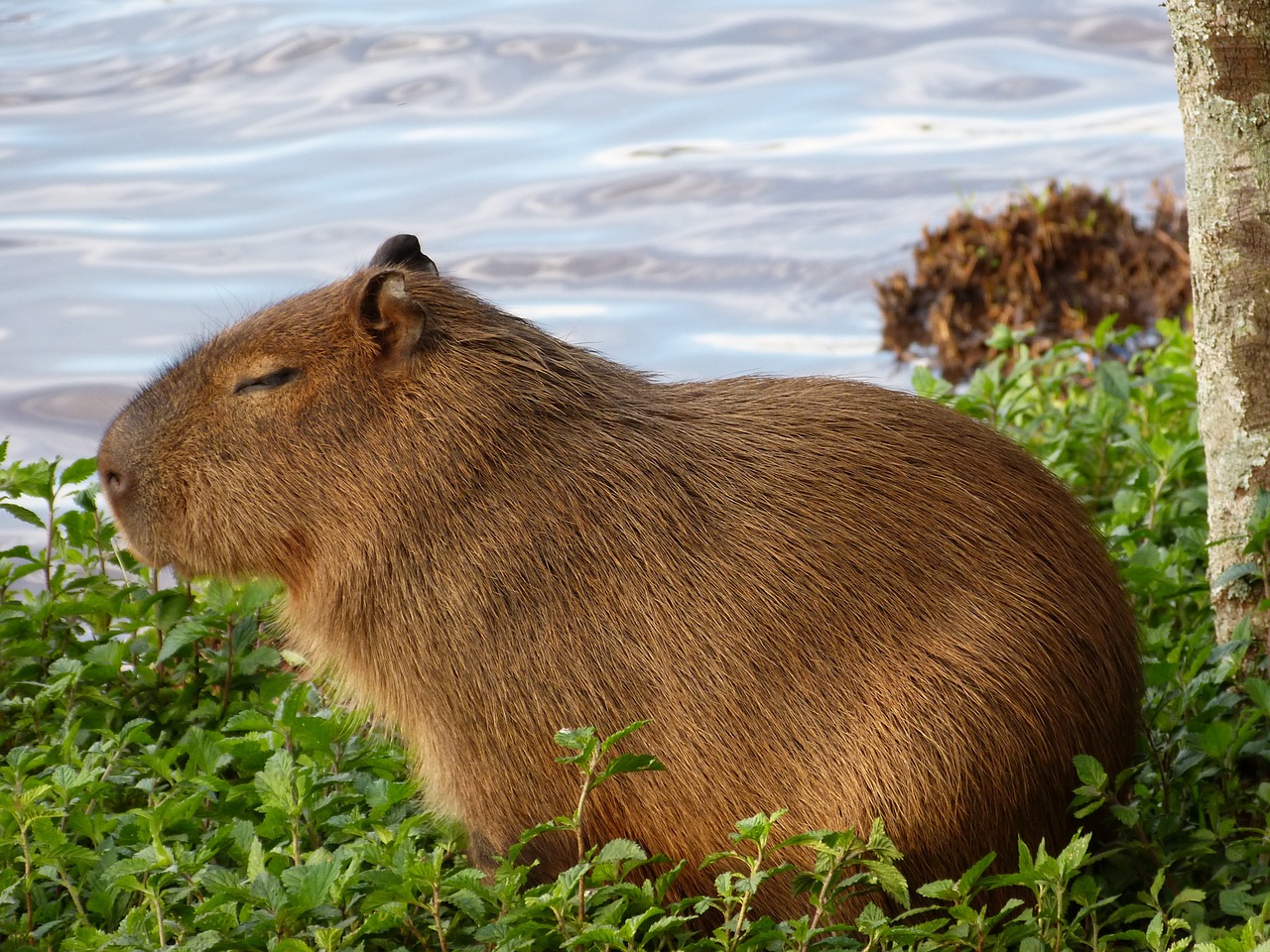 Capybara, Gamta, Gyvūnas, Šuniukas, Nemokamos Nuotraukos,  Nemokama Licenzija