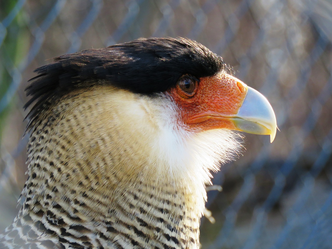 Caracara, Sąskaitą, Plėšrusis Paukštis, Raptoras, Nemokamos Nuotraukos,  Nemokama Licenzija