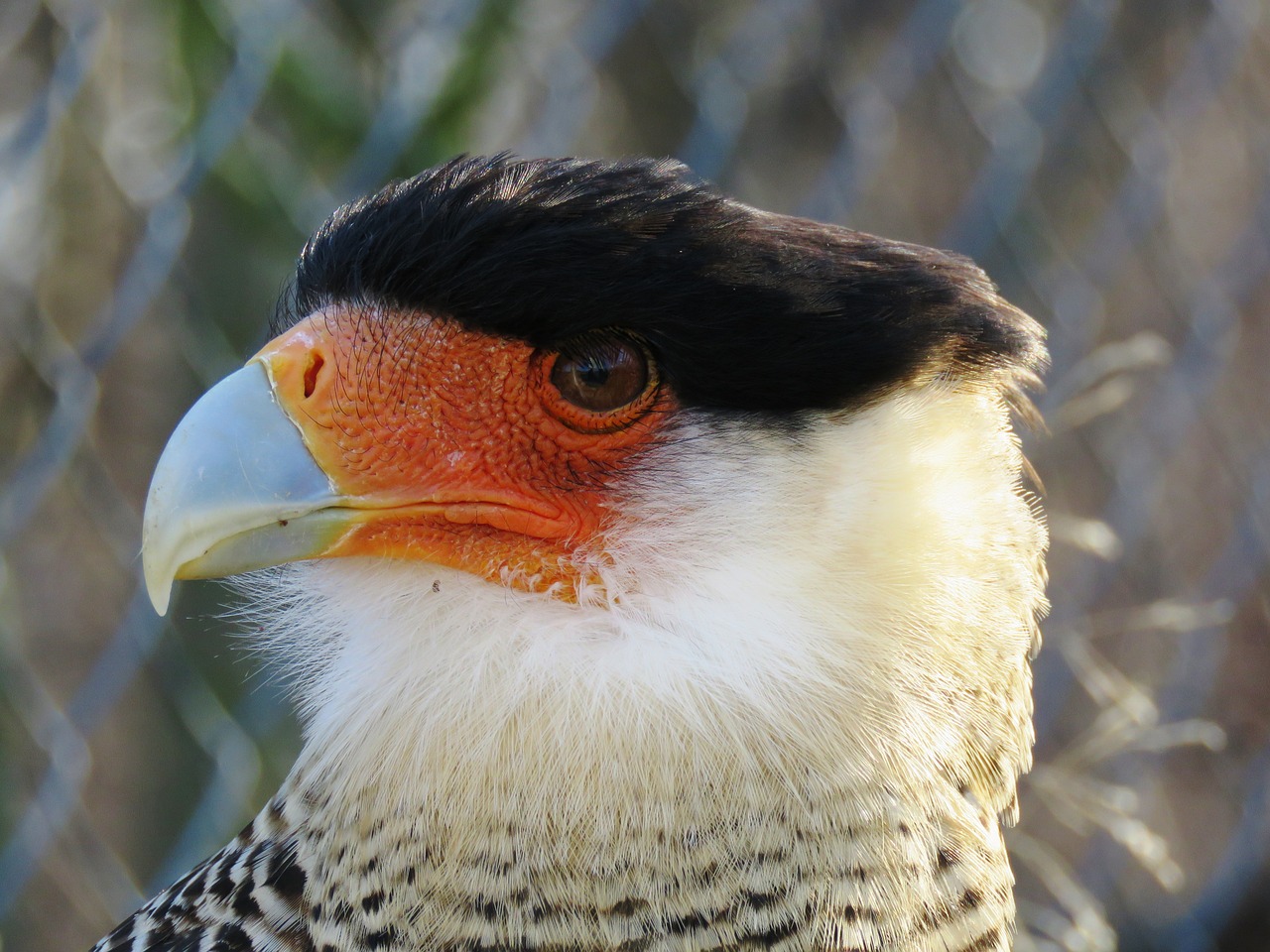 Caracara, Plumėjimas, Raptoras, Sąskaitą, Portretas, Nemokamos Nuotraukos,  Nemokama Licenzija