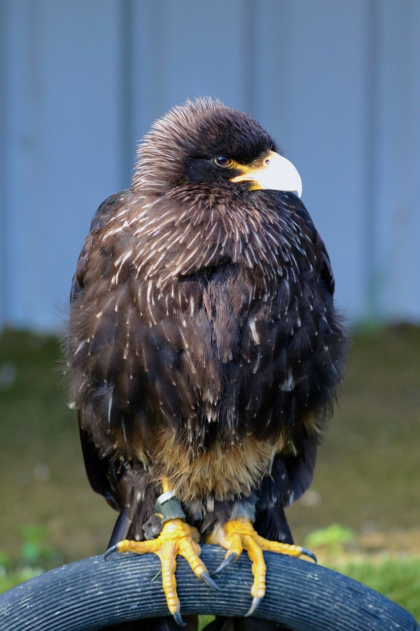 Caracara, Plėšrusis Paukštis, Paukštis, Gyvūnas, Laukinė Gamta, Crested, Raptoras, Snapas, Falcon, Prievartautojas