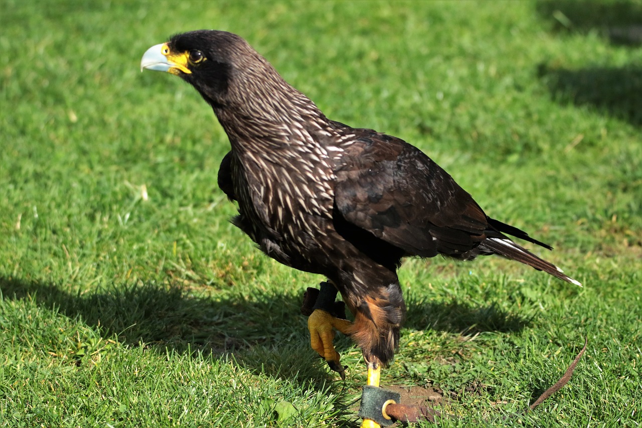 Caracara, Plėšrusis Paukštis, Paukštis, Gyvūnas, Laukinė Gamta, Crested, Raptoras, Snapas, Falcon, Prievartautojas