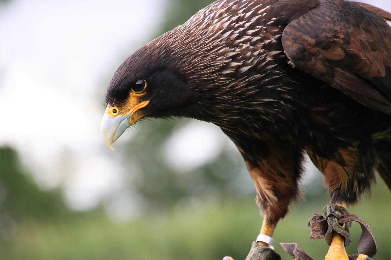 Caracara, Paukštis, Laukinė Gamta, Grobis, Plėšrūnas, Raptoras, Nemokamos Nuotraukos,  Nemokama Licenzija