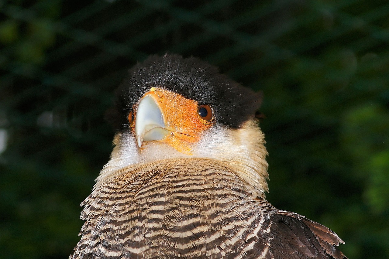 Caracara, Paukštis, Galva, Sąskaitą, Portretas, Plumėjimas, Grifas Vanagas, Uždaryti, Gamta, Gyvūnų Pasaulis