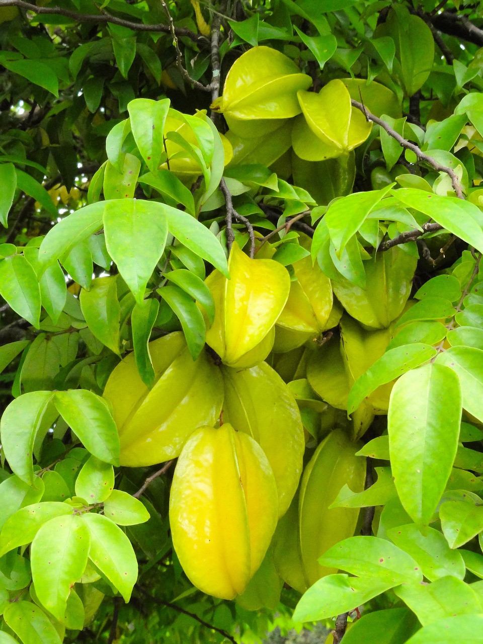 Carambola, Vaisiai, Chakara, Nemokamos Nuotraukos,  Nemokama Licenzija