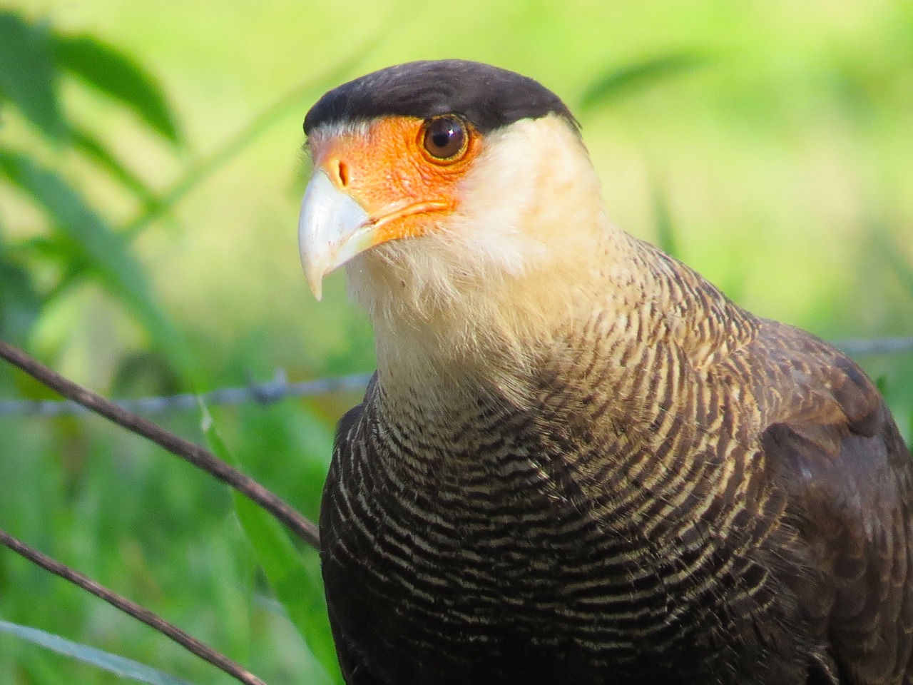 Carcará, Paukštis, Grobis, Carcara, Caracara, Gamta, Natūralus, Plėšrūnas, Atrodo, Snapas