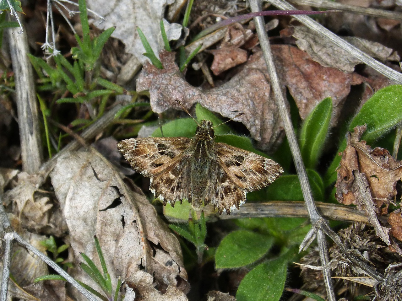 Carcharodus Alceae, Drugelis, Hespérido, Carcharodus, Lepidopteran, Nemokamos Nuotraukos,  Nemokama Licenzija