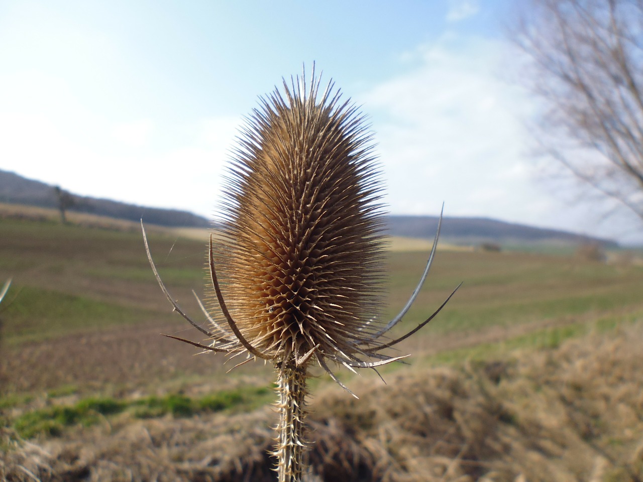 Kortelė, Dipsacus, Erškėčių, Gamta, Augalas, Dygliuotas, Paskatinti, Nemokamos Nuotraukos,  Nemokama Licenzija