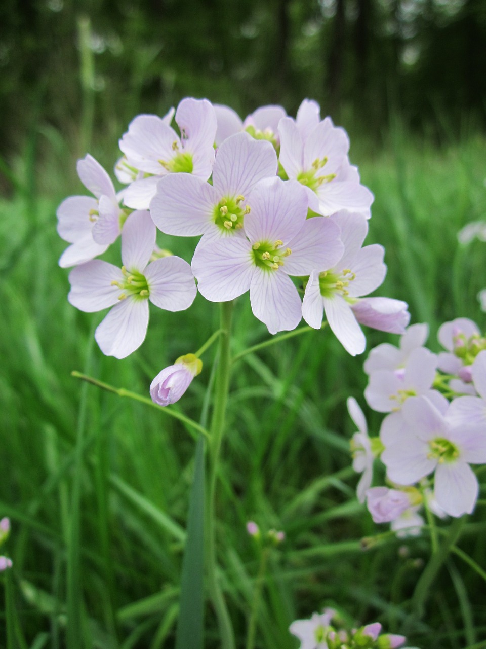 Cardamine Pratensis,  Cuckooflower,  Moteriški Drabužiai,  Wildflower,  Žiedynas,  Botanika,  Flora,  Rūšis,  Augalas, Nemokamos Nuotraukos