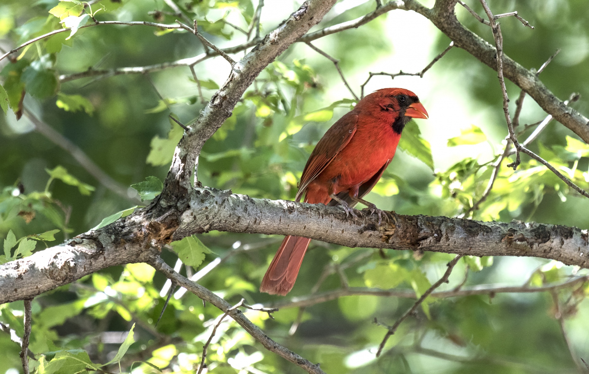 Paukščiai,  Kardinolas,  Medis,  Kepsnys,  Ešeriai,  Cardinalidae,  Kardinolai & Nbsp,  Grosbeaks,  Kardinolas & Nbsp,  Buntings