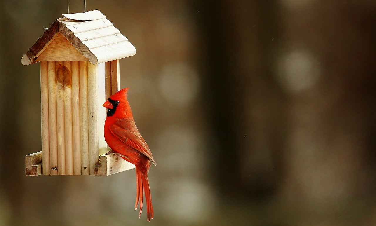 Kardinolas, Birdhouse, Gamta, Nemokamos Nuotraukos,  Nemokama Licenzija