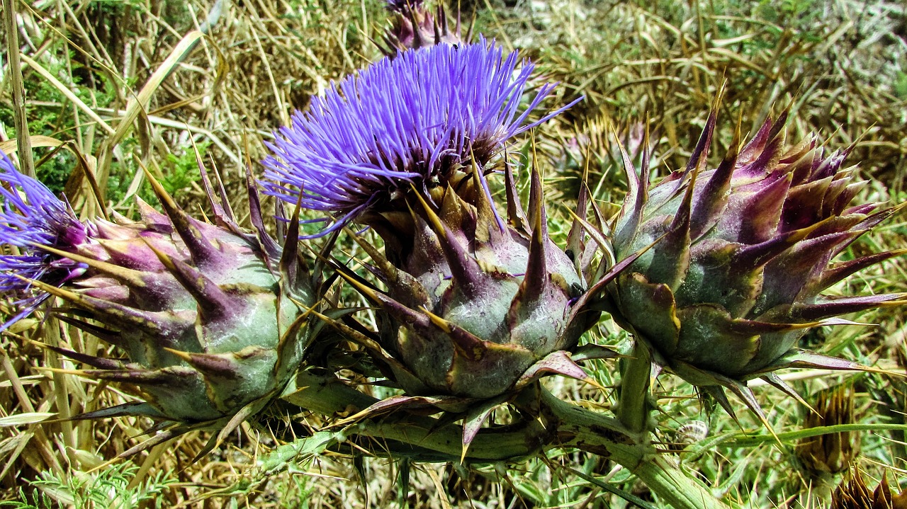 Cardone, Gėlė, Violetinė, Augalas, Erškėtis, Gamta, Daržovių, Laukiniai, Flora, Aštrus