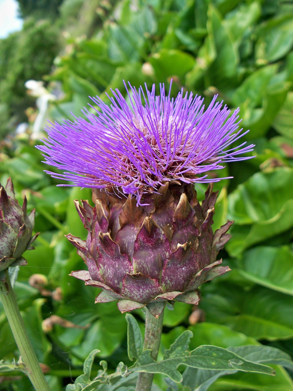 Cardone, Cynara Cardunculus, Artišokių Dagys, Cardi, Violetinė, Violetinė, Gėlė, Gyvas, Žydėti, Šikšnosparniai