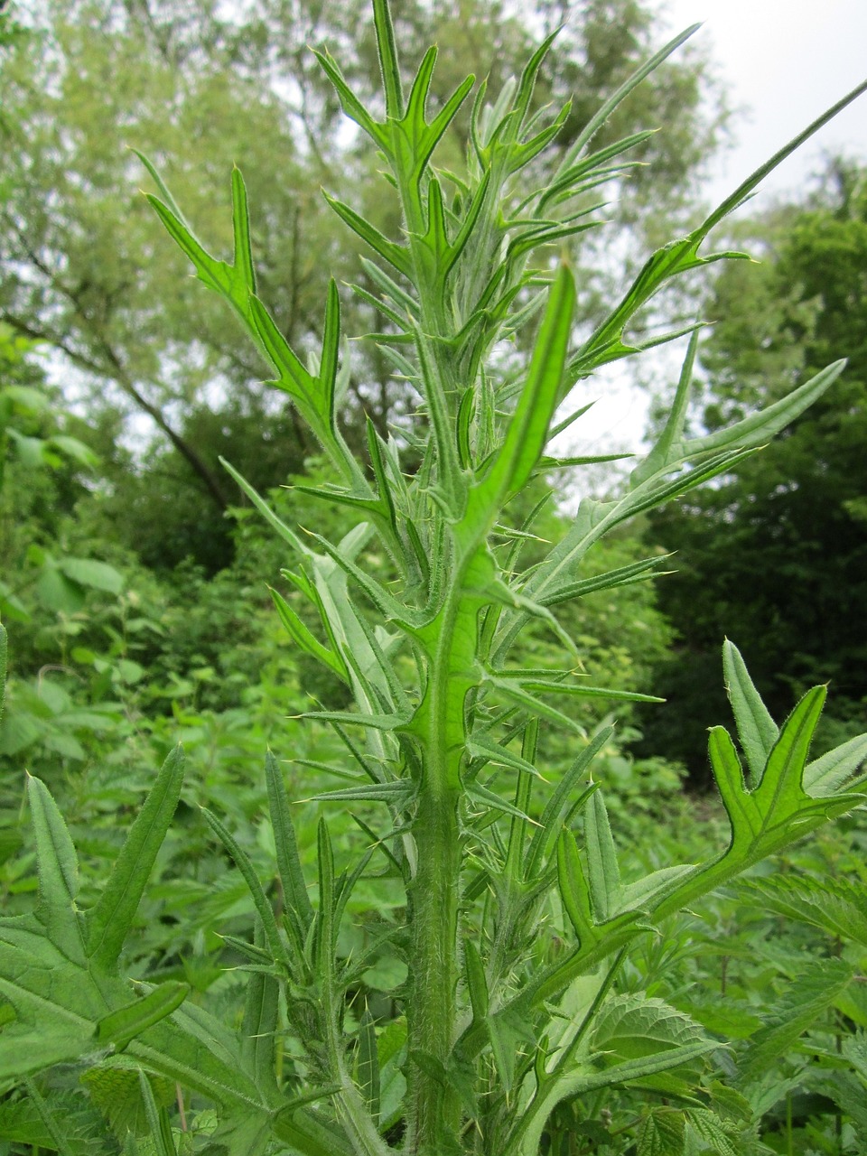 Carduus,  Drakonas,  Wildflower,  Dygliuotas,  Flora,  Botanika,  Augalas, Nemokamos Nuotraukos,  Nemokama Licenzija