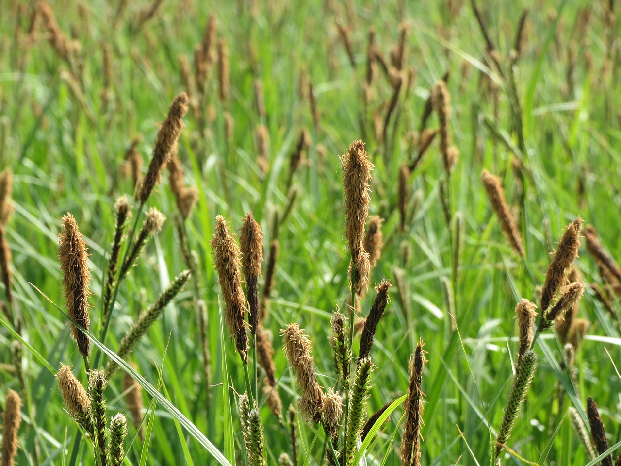 Carex Acutiformis, Mažesnė Tvenkinys Wildflower, Žiedynas, Flora, Botanika, Augalas, Nemokamos Nuotraukos,  Nemokama Licenzija