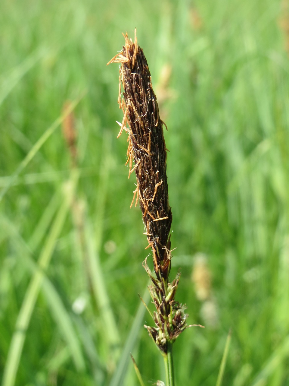 Carex Acutiformis, Mažesnė Tvenkinys Wildflower, Žiedynas, Flora, Botanika, Augalas, Makro, Nemokamos Nuotraukos,  Nemokama Licenzija