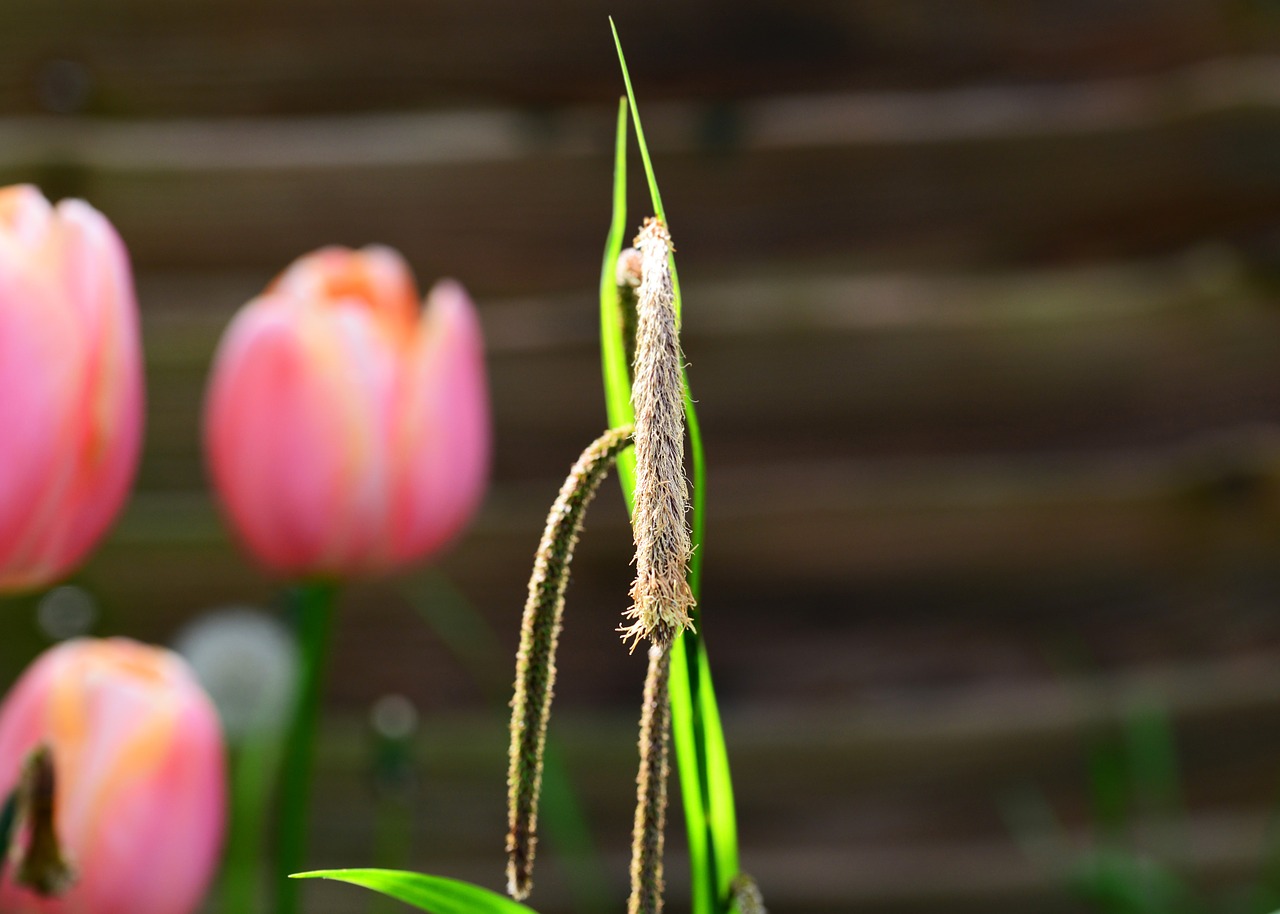 Carex Pendula, Uodega, Pendula Sedge, Žydintis Stiebas, Kardo Krašto Lapai, Laukinis Augalas, Siautuliai, Verkiantis Ryklys, Žalia Augalas, Vanduo