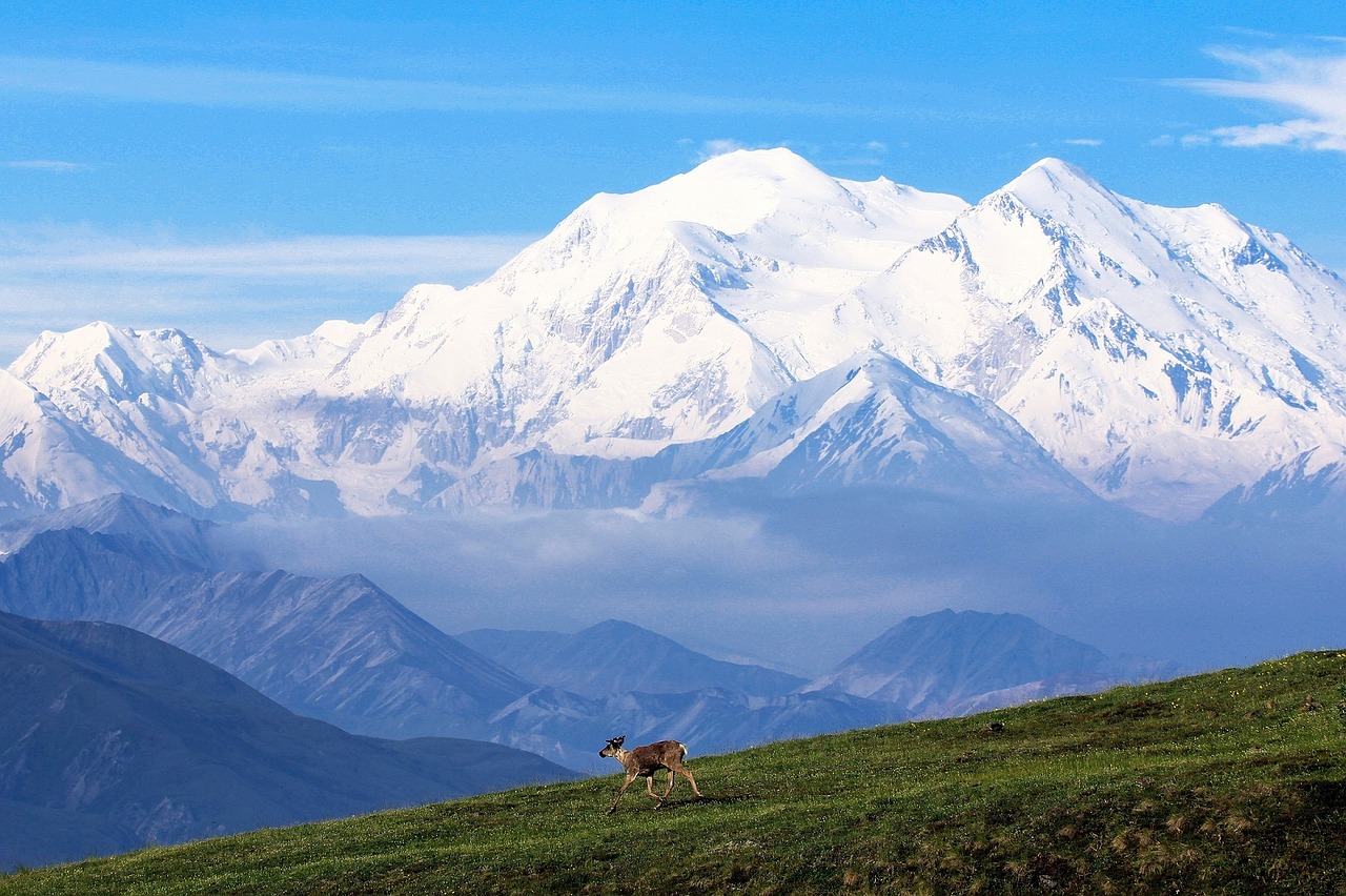 Karibu, Kalnas, Sniegas, Kraštovaizdis, Dykuma, Denali Nacionalinis Parkas, Alaska, Usa, Gamta, Vaizdingas