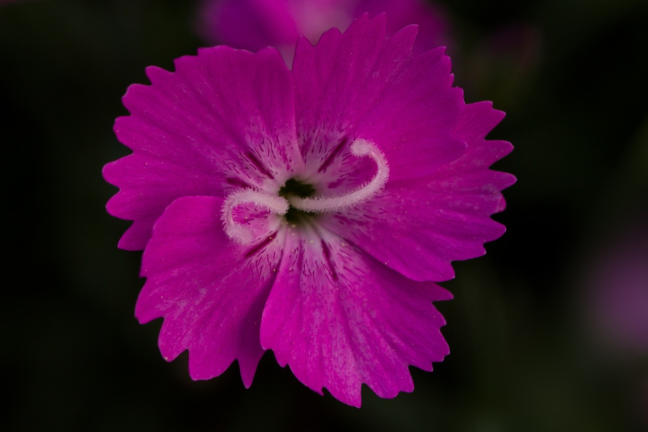 Gvazdikų,  Rožinis,  Žiedas,  Žydi,  Gėlė,  Dianthus,  Pavasario Gėlės, Nemokamos Nuotraukos,  Nemokama Licenzija