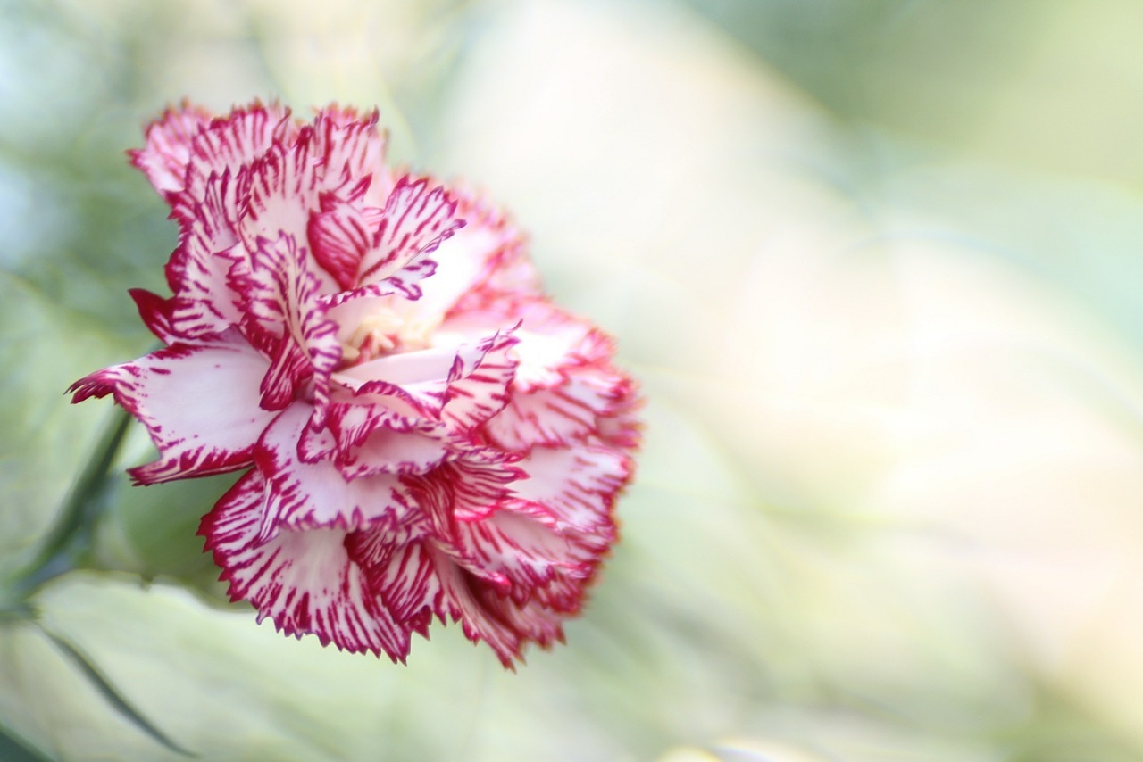 Gvazdikas, Gėlė, Rožinis, Dianthus Caryophyllus, Gamta, Žiedas, Gėlių, Vasara, Žiedlapiai, Nemokamos Nuotraukos