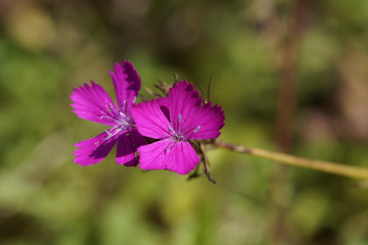 Gvazdikas, Stovykla, Aštraus Gėlė, Wildwachsend, Vasaros Gėlė, Pieva, Violetinė, Žiedas, Žydėti, Flora