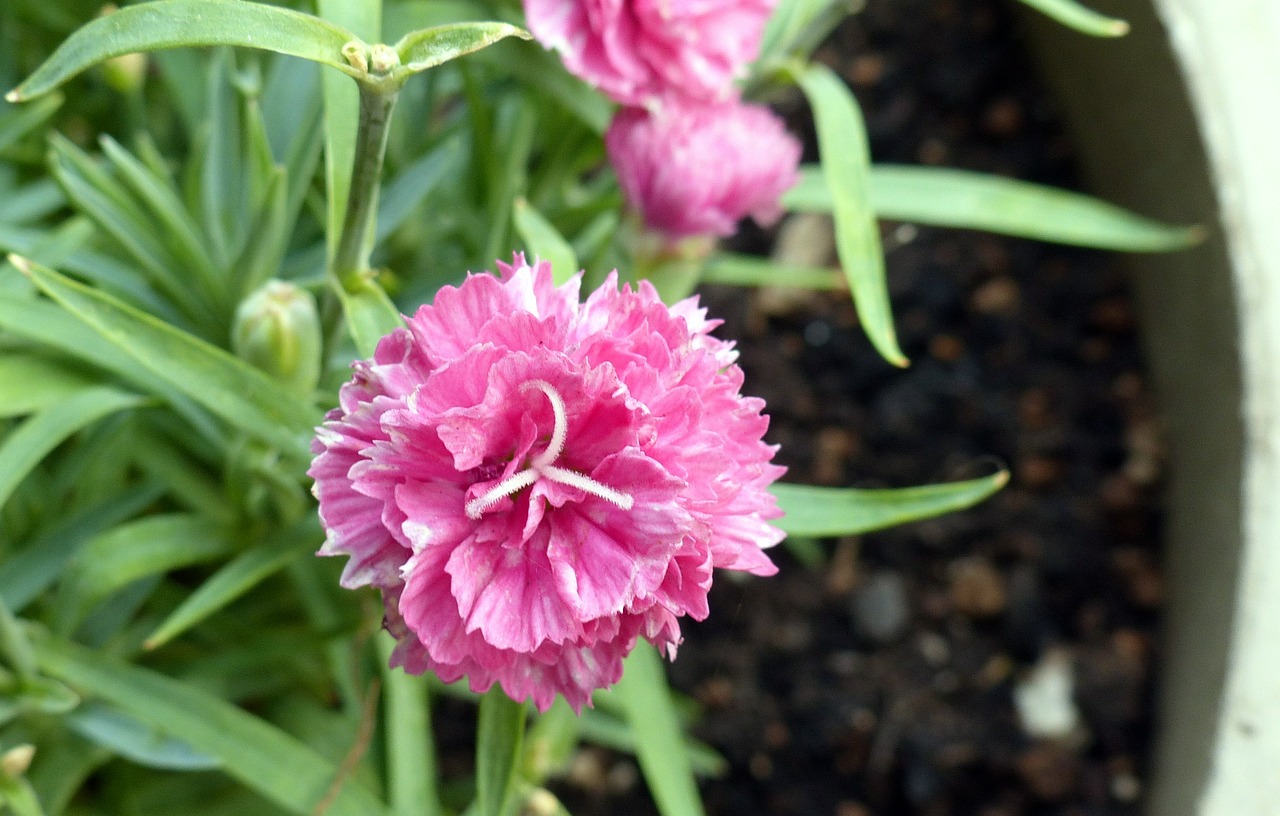 Gvazdikas, Gėlės, Rožinis, Žiedlapiai, Žydi, Žydi, Žiedai, Fleurs, Gėlių, Žydėjimas