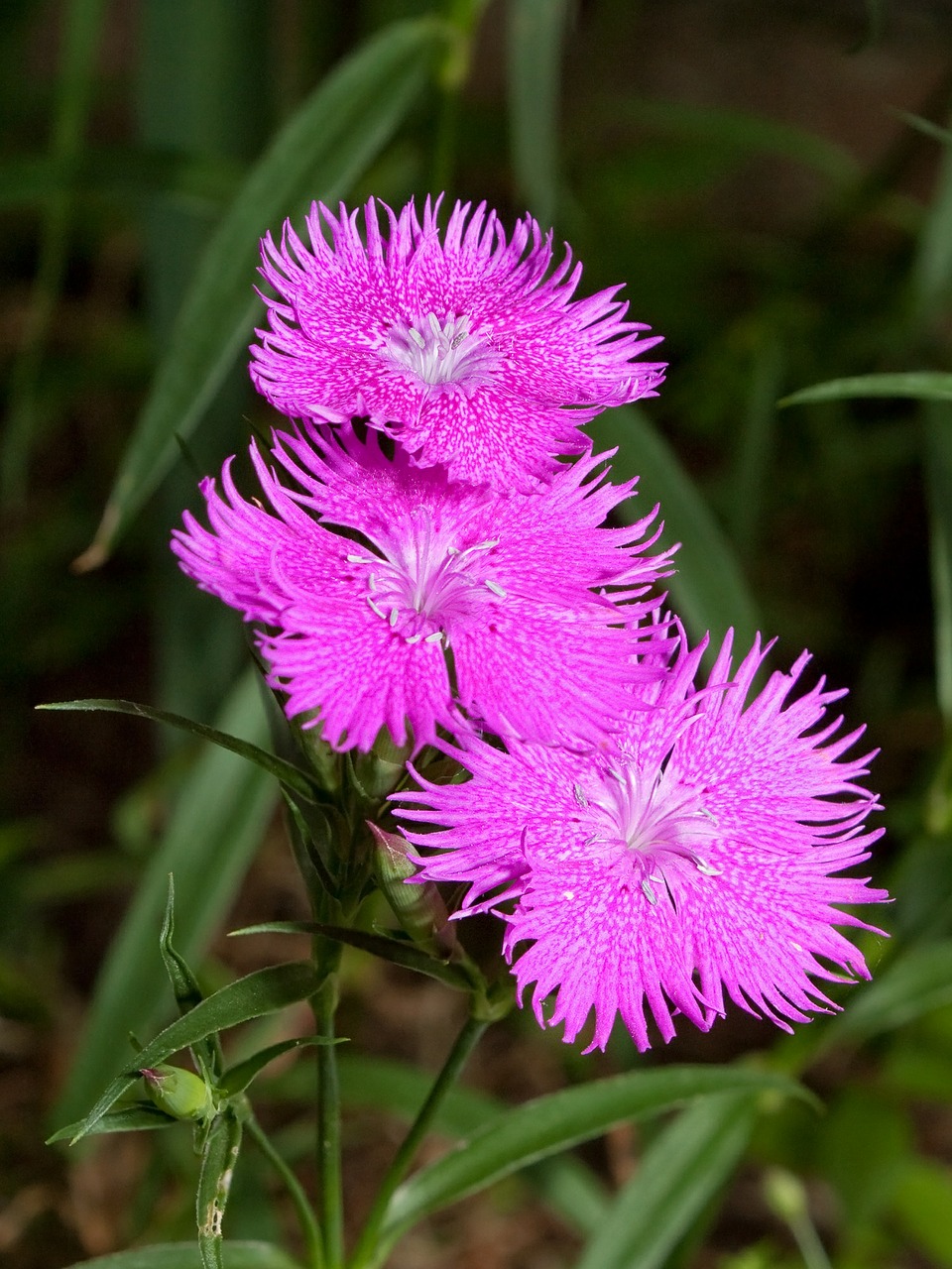 Gvazdikas, Gėlės, Rožinis, Dianthus, Žydi, Žiedai, Gėlių, Spalvinga, Nemokamos Nuotraukos,  Nemokama Licenzija