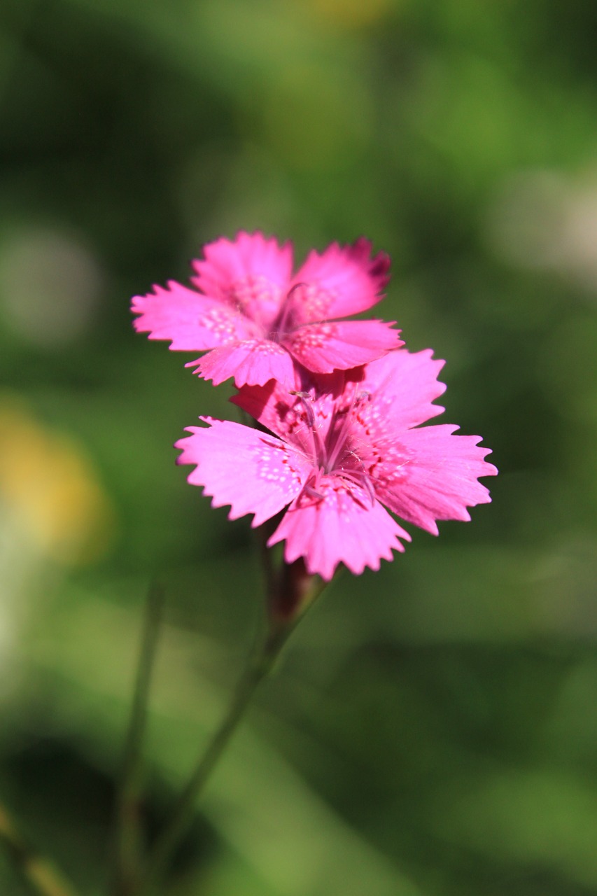 Gvazdikas, Caryophyllaceae, Dianthus, Gėlės, Rožinis, Laukinės Vasaros Spalvos, Augalai, Nemokamos Nuotraukos,  Nemokama Licenzija