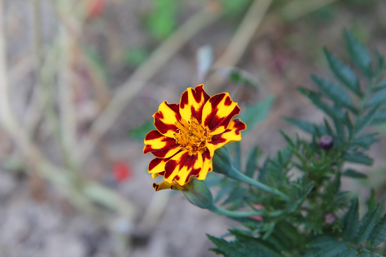 Gvazdikas Of India,  Tagetes,  Žydėjimo,  Gėlė, Nemokamos Nuotraukos,  Nemokama Licenzija