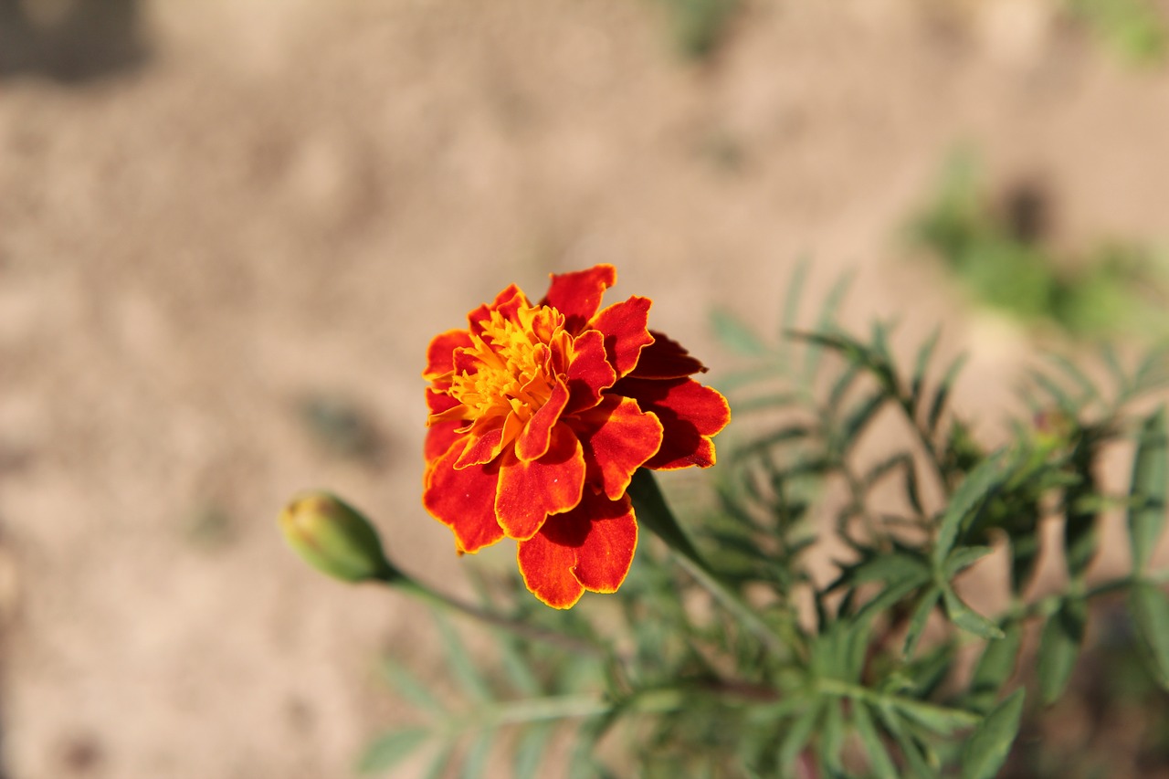 Gvazdikas Of India,  Tagetes,  Žydėjimo,  Gėlė, Nemokamos Nuotraukos,  Nemokama Licenzija