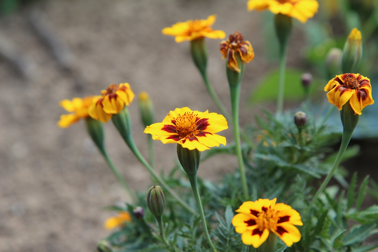 Gvazdikas Indijos Legionierių,  Gvazdikas Of India,  Gėlė,  Tagetes, Nemokamos Nuotraukos,  Nemokama Licenzija