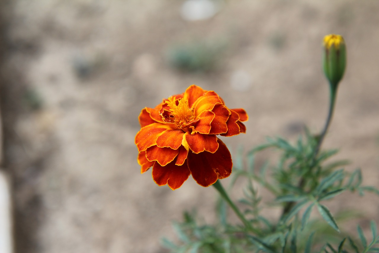 Gvazdikas Indijos Legionierių,  Gvazdikas Of India,  Gėlė,  Tagetes, Nemokamos Nuotraukos,  Nemokama Licenzija