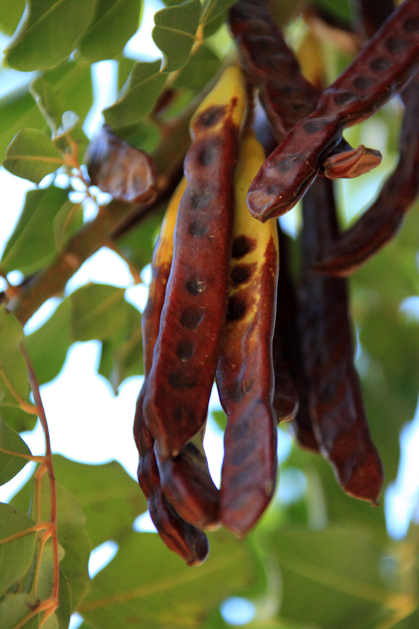 Pupos,  Filialas,  Carob,  Maistas,  Vaisiai,  Ingredientas,  Lapai,  Lapai,  Viduržemio Jūros,  Gamta