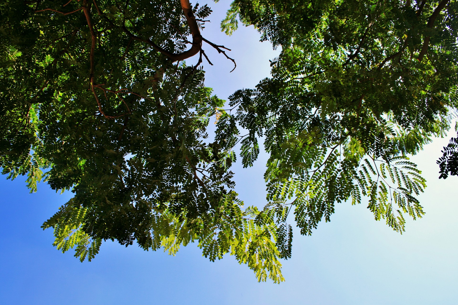 Medis,  Carob,  Lapai,  Suapvalintas,  Žalias,  Šviesus,  Kaštoninis Medis Viršytas, Nemokamos Nuotraukos,  Nemokama Licenzija