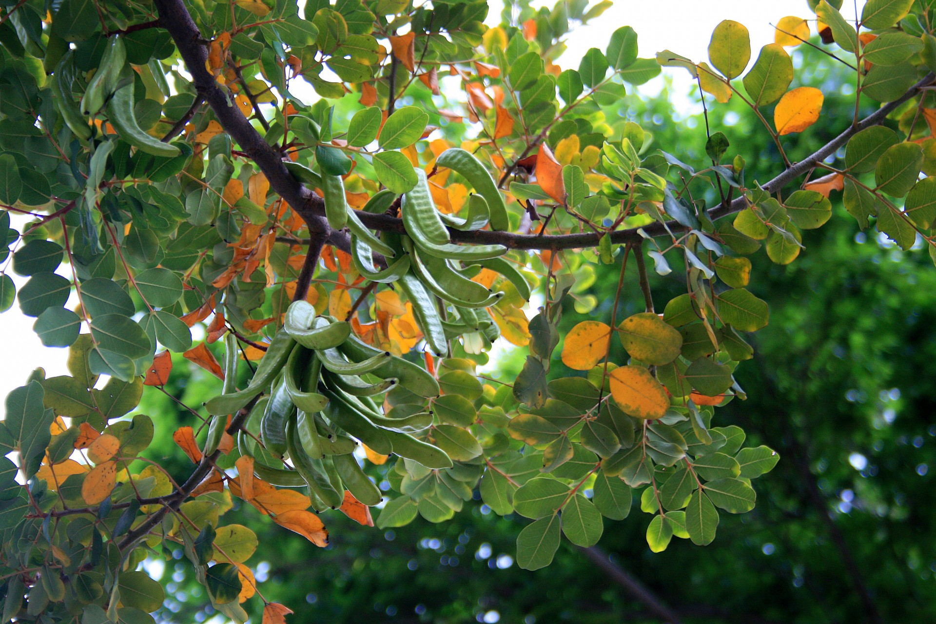 Medis,  Carob,  Ankštiniai,  Sėklos,  Žalias,  Kaštoninis Medis Su Sėklų Ankštomis, Nemokamos Nuotraukos,  Nemokama Licenzija