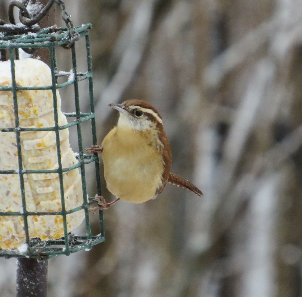 Carolina Wren, Wren, Paseri Paukštis, Paukštis, Skristi, Sparnai, Plunksna, Laukinė Gamta, Snapas, Laukiniai