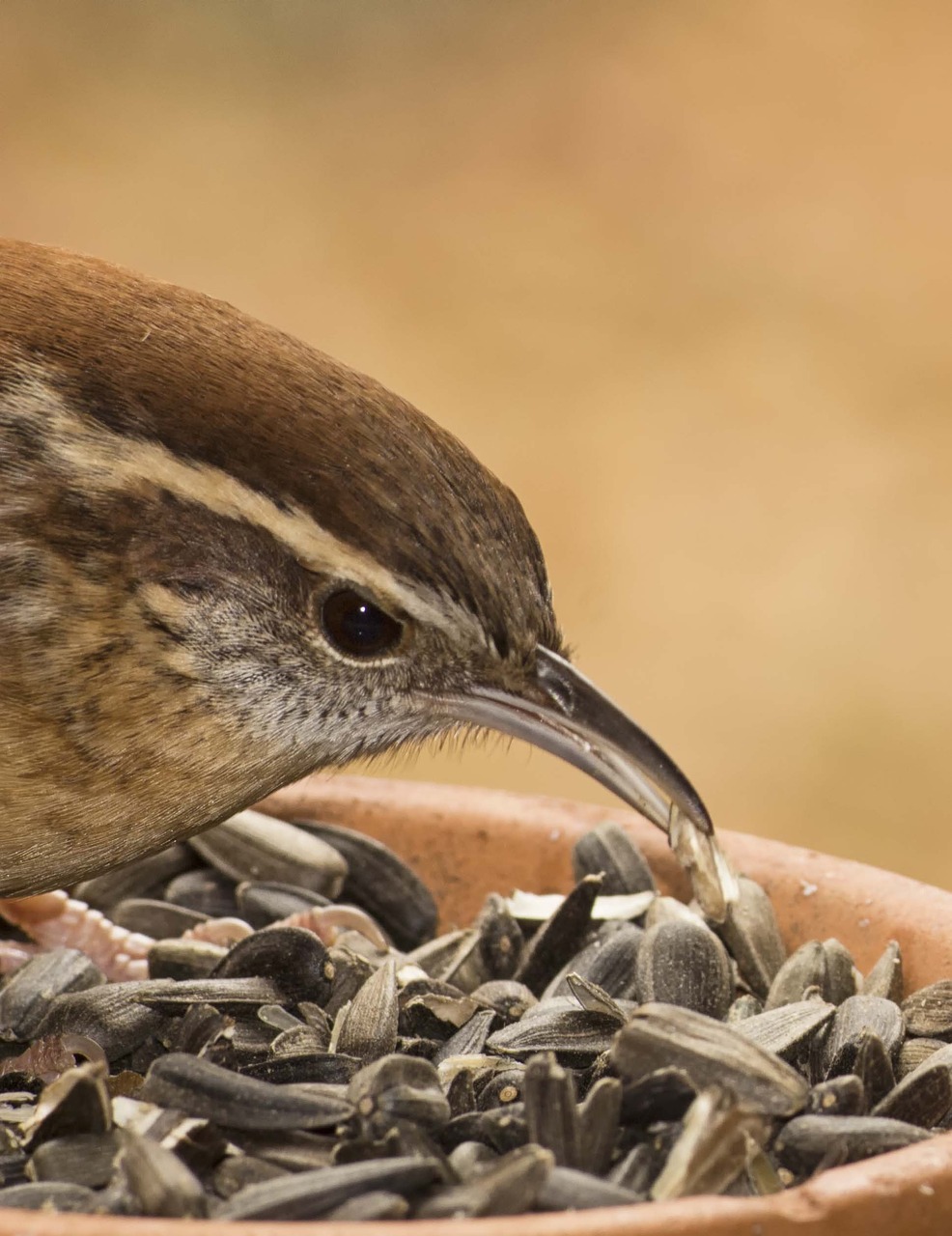 Carolina Wren, Paukštis, Laukinė Gamta, Gamta, Paukštis, Karolina, Wren, Saulėgrąžų Sėklos, Nemokamos Nuotraukos,  Nemokama Licenzija