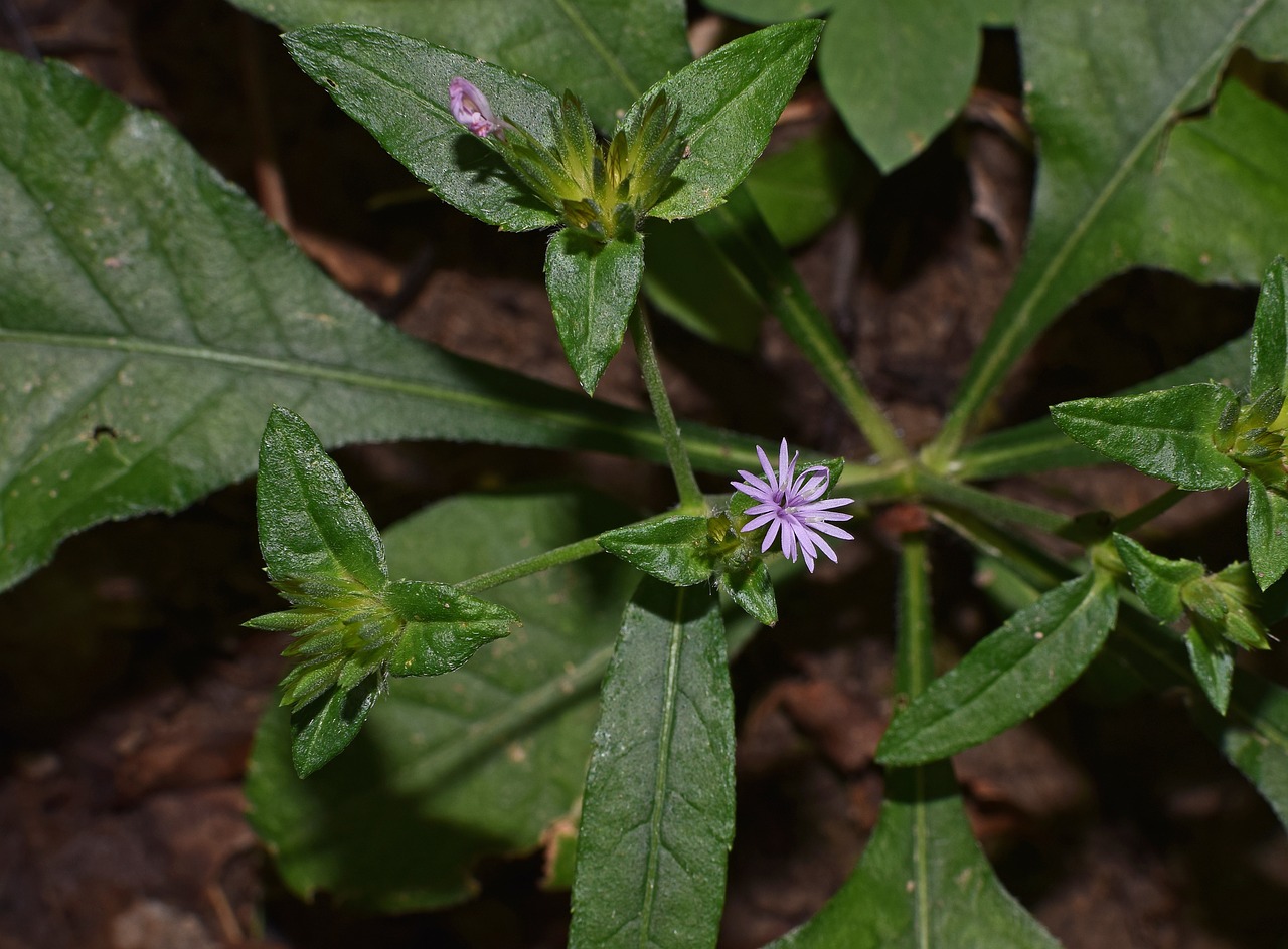 Caroline Dramblys Pėdos, Asterų Šeima, Wildflower, Vasaros Pabaigoje, Miškai, Miškas, Gėlė, Žiedas, Žydėti, Pumpurai