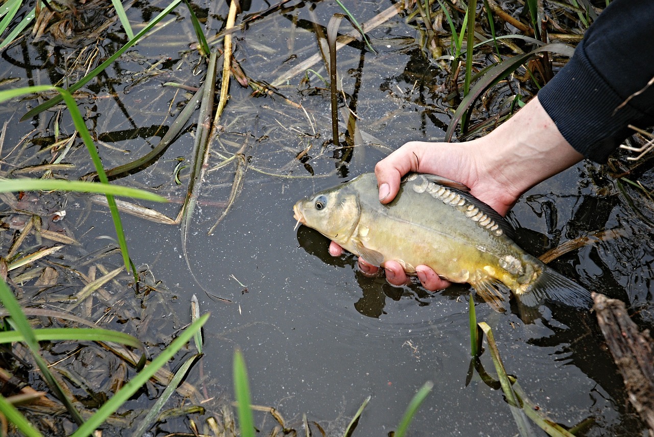 Karpis, Ranka, Tvenkinys, Bankas, Žuvis, Gamta, Pietų Bohēma, Ledenice, Nendrės, Vandens Lygis